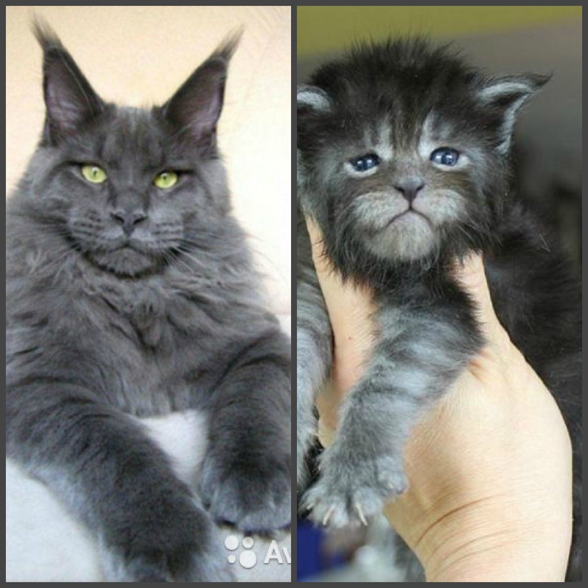 Мэйн кун и обычная кошка