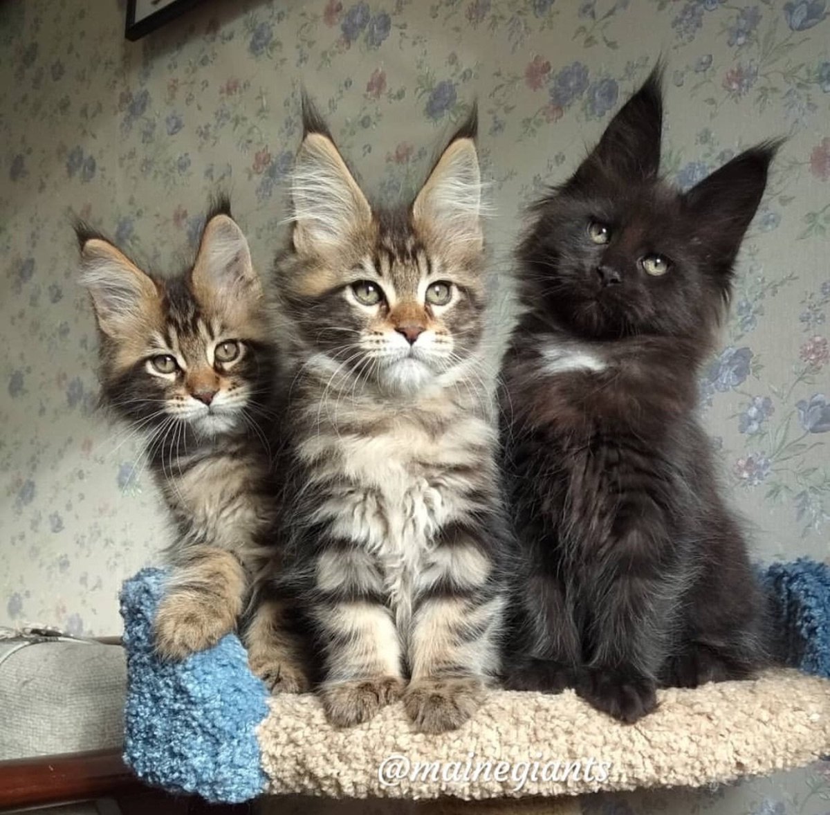 Дикий кот Манул котята