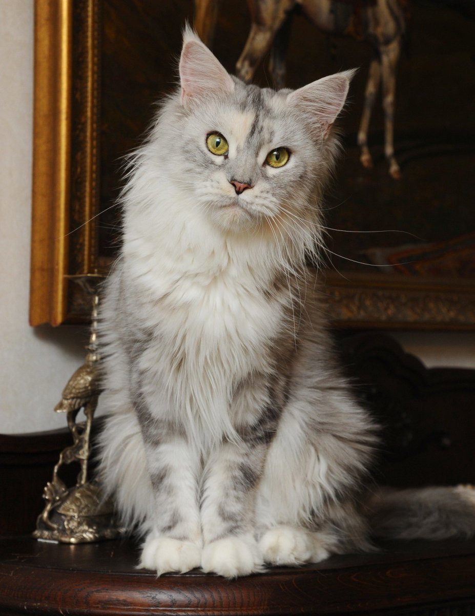 Мейн кун и шотландец