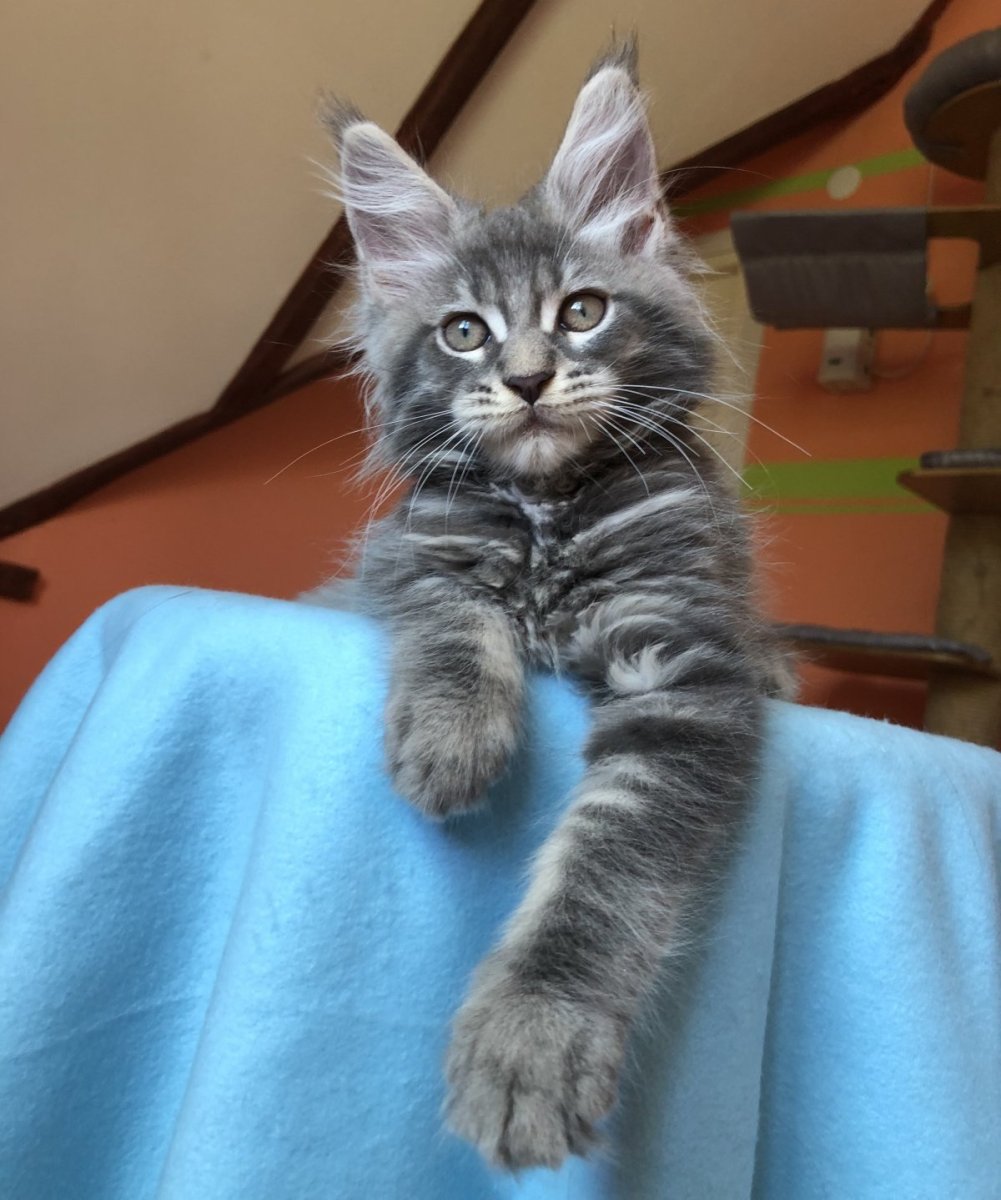 Мейн кун метис