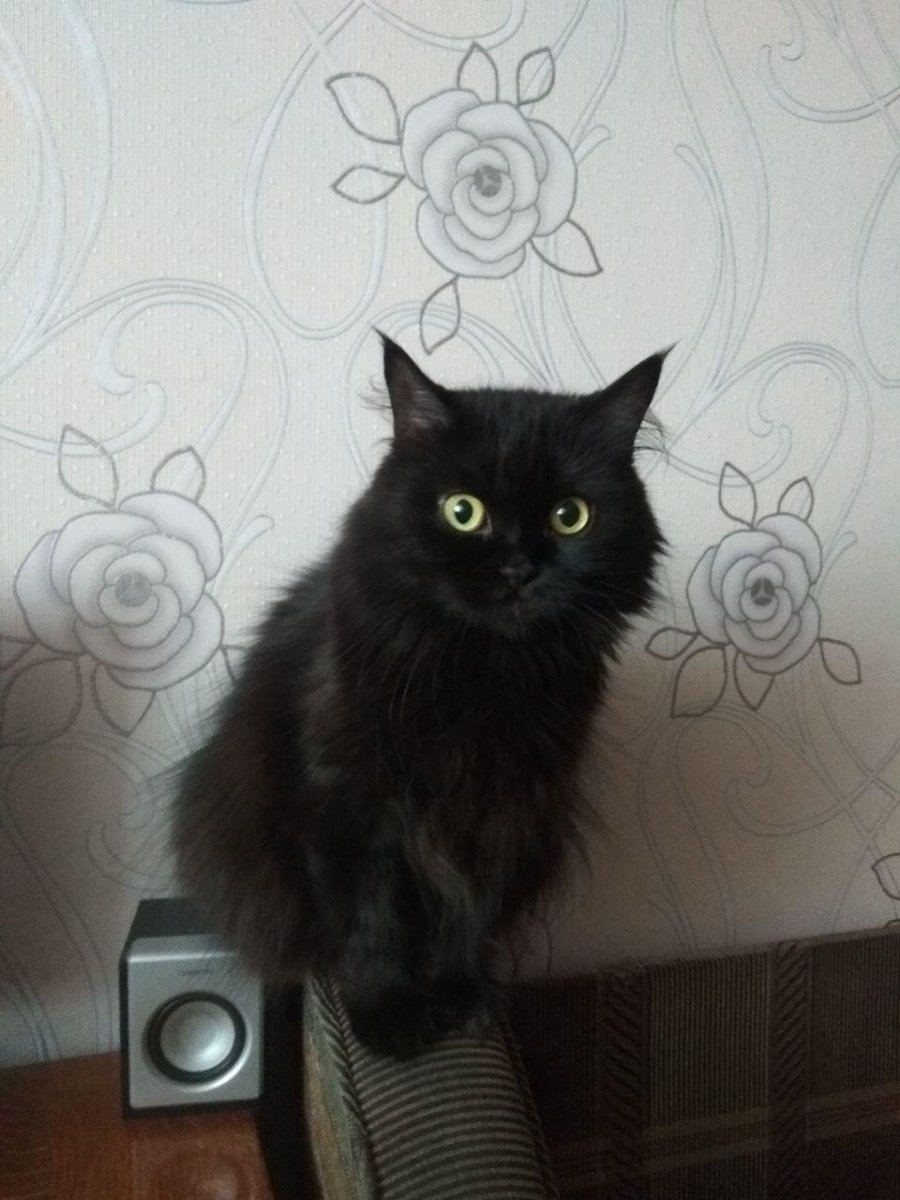 Вислоухие с палочками кошки