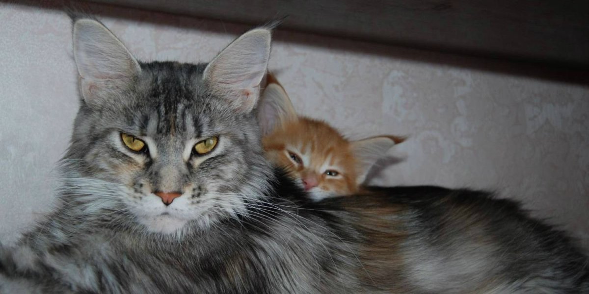 Кот метис Мейн куна