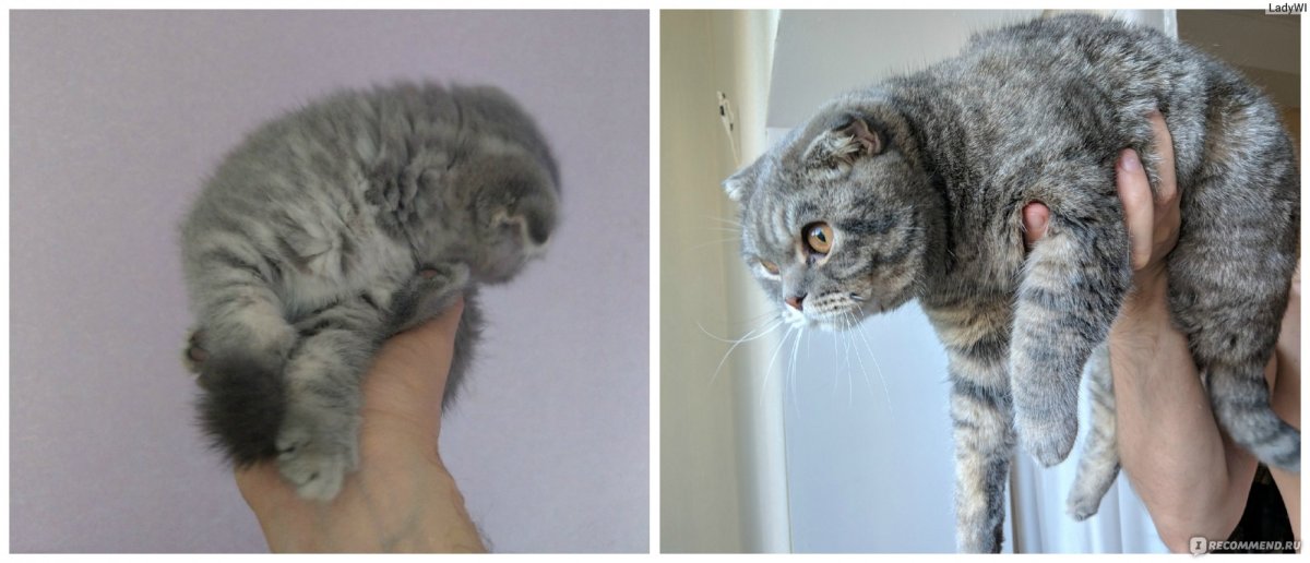 Кошка метис скоттиш фолд