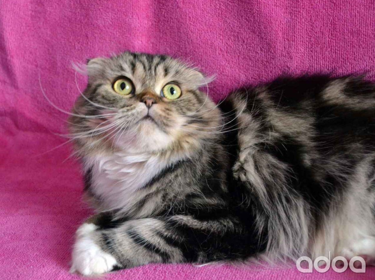 Смесь Мейн куна и шотландской вислоухой