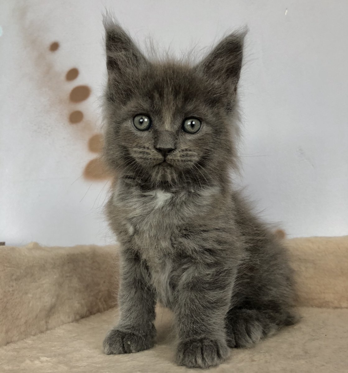 Сибирский вислоухий кот