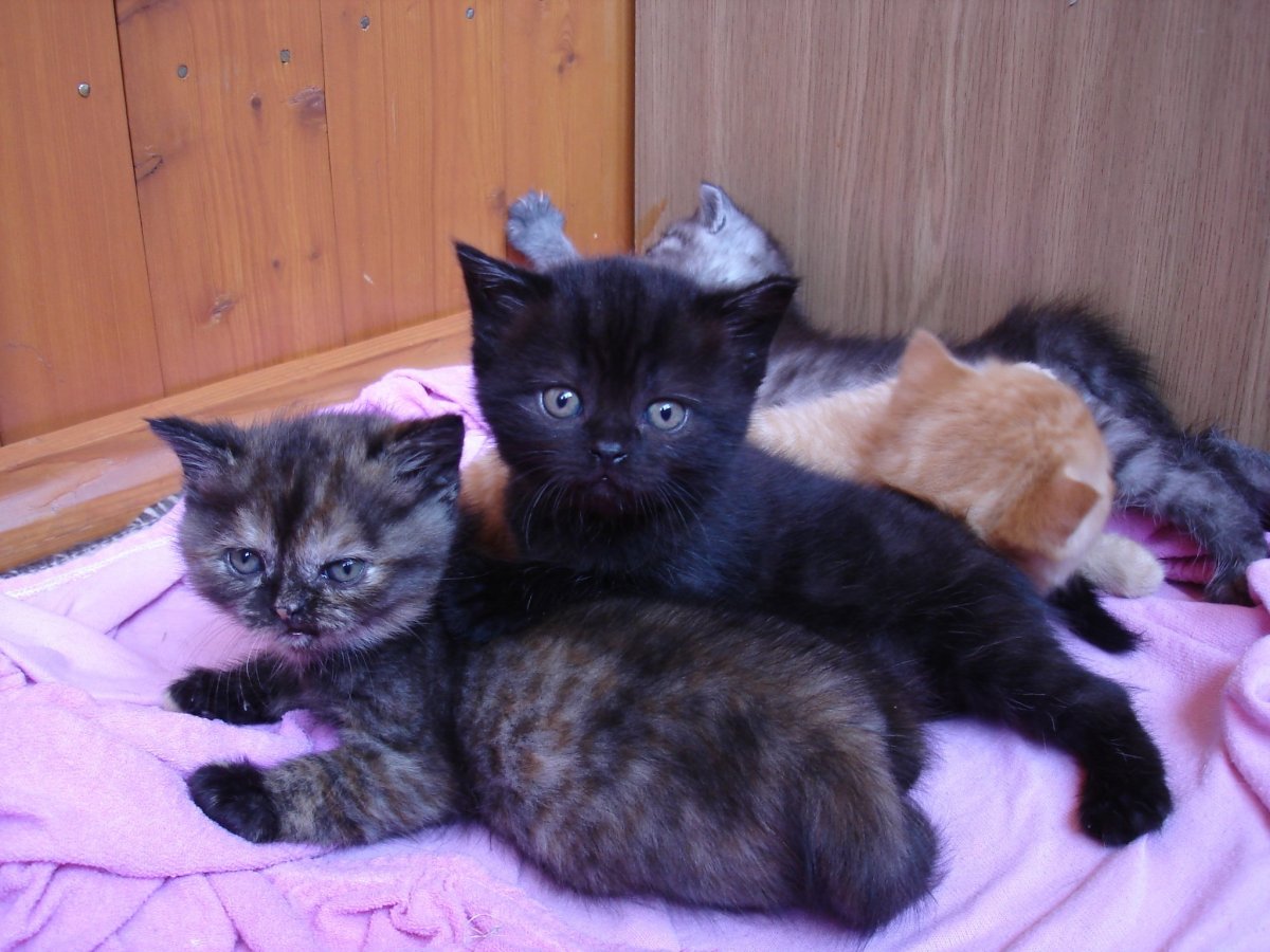 Мейн кун и британец