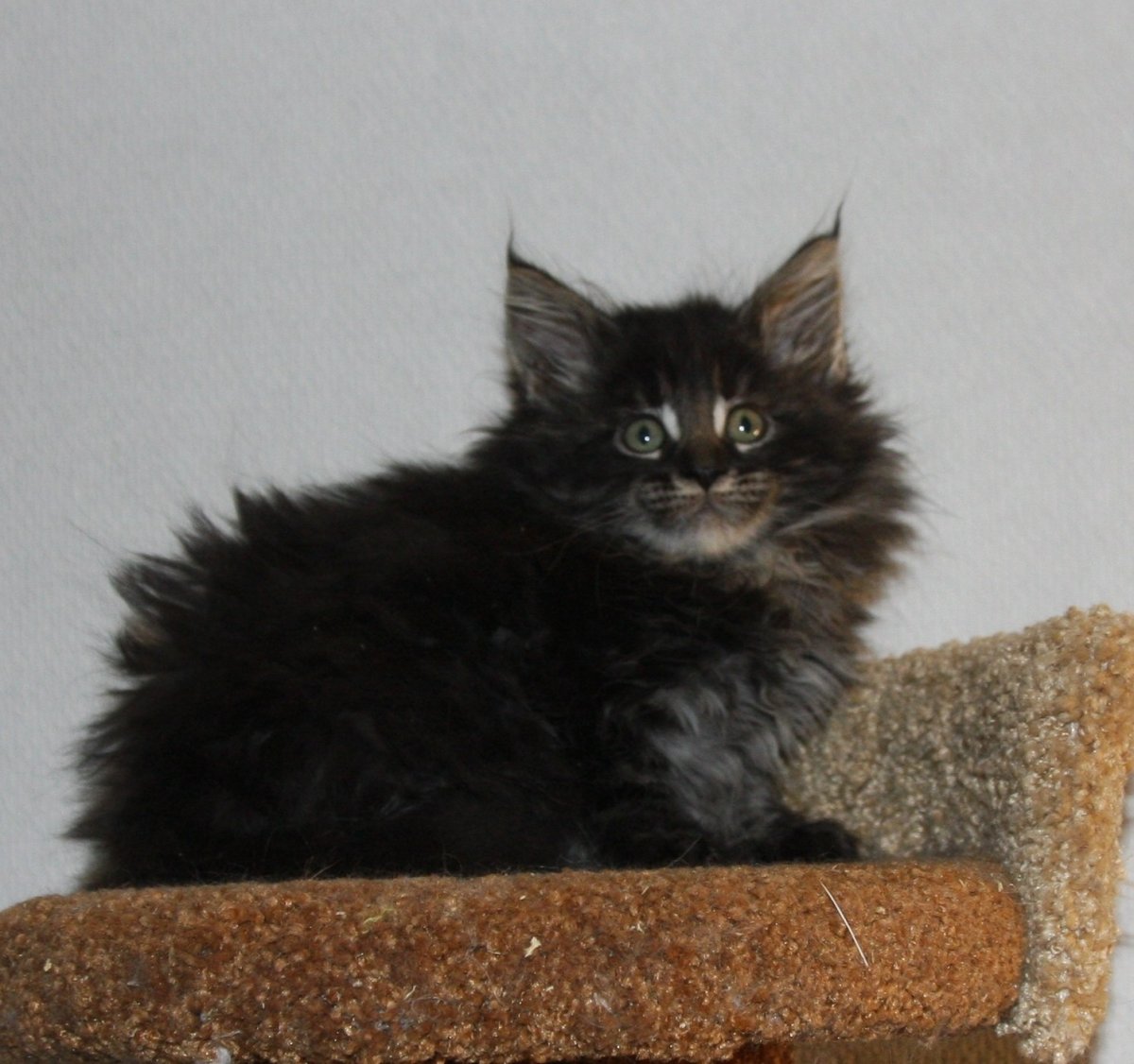 Метис Мейн куна