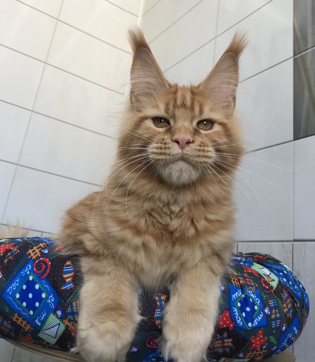 Котёнок Мейн кун и обычный котёнок