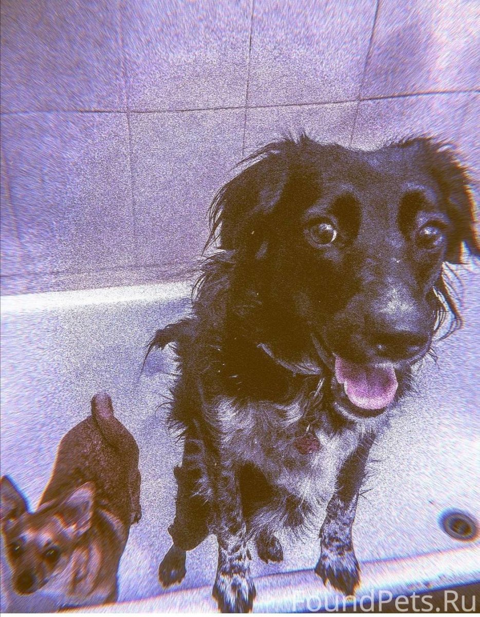 Кавалер Кинг-Чарльз-спаниель + австралийская овчарка