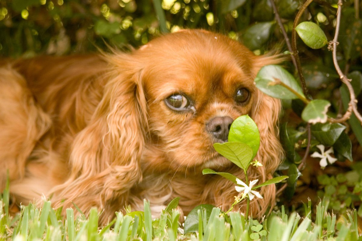 Кинг Чарльз спаниель курносый