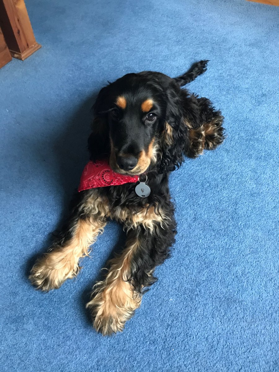 Кавалер пинчер