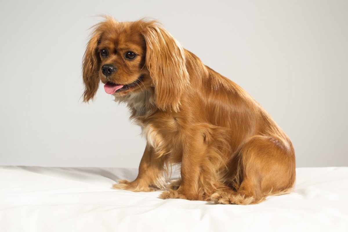 Кокер спаниель Королевский Кинг Чарльз