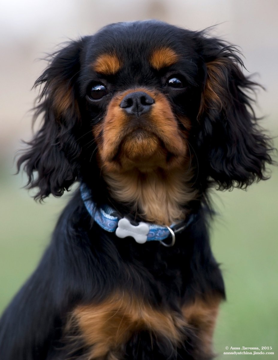 Кинг Чарльз спаниель черный