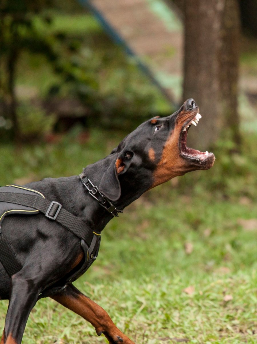 Немецкий пинчер высота в холке