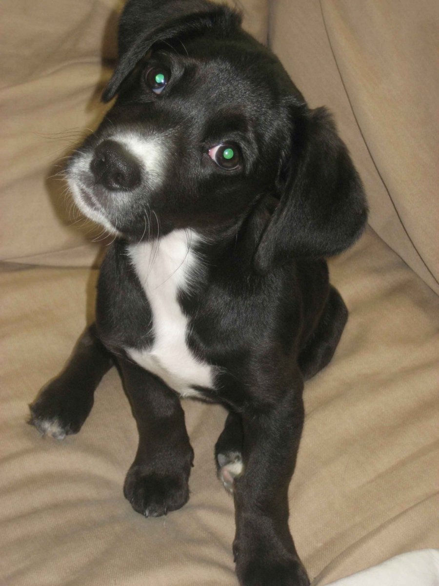 Кавалер-Кинг-Чарльз-спаниель черно-подпалый