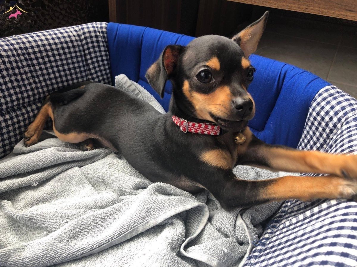 Метис карликового пинчера