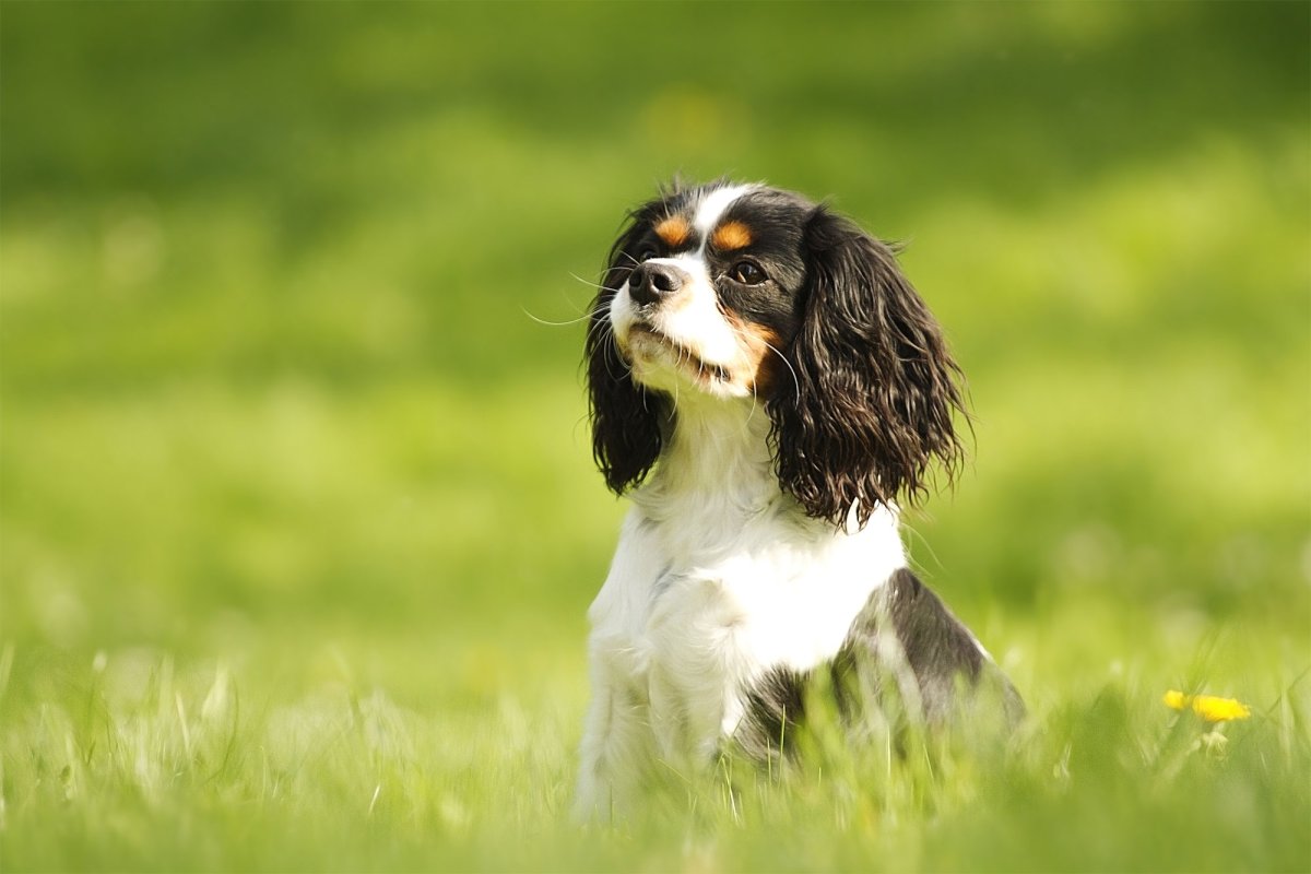 Кинг терьер