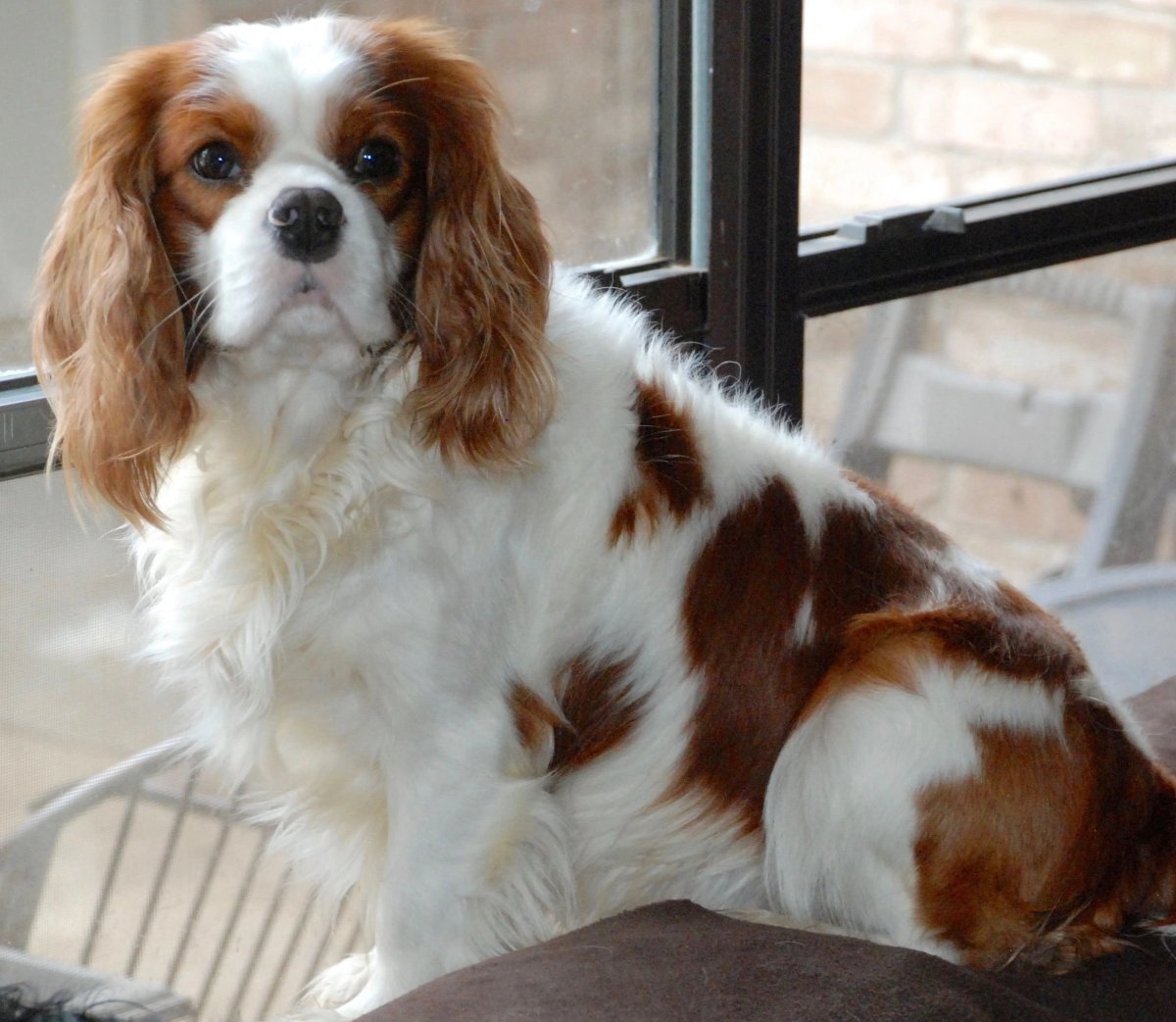 Кавалер пинчер спаниель