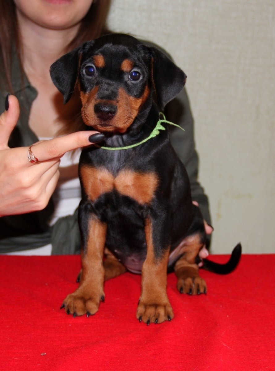 Доберман и ретривер