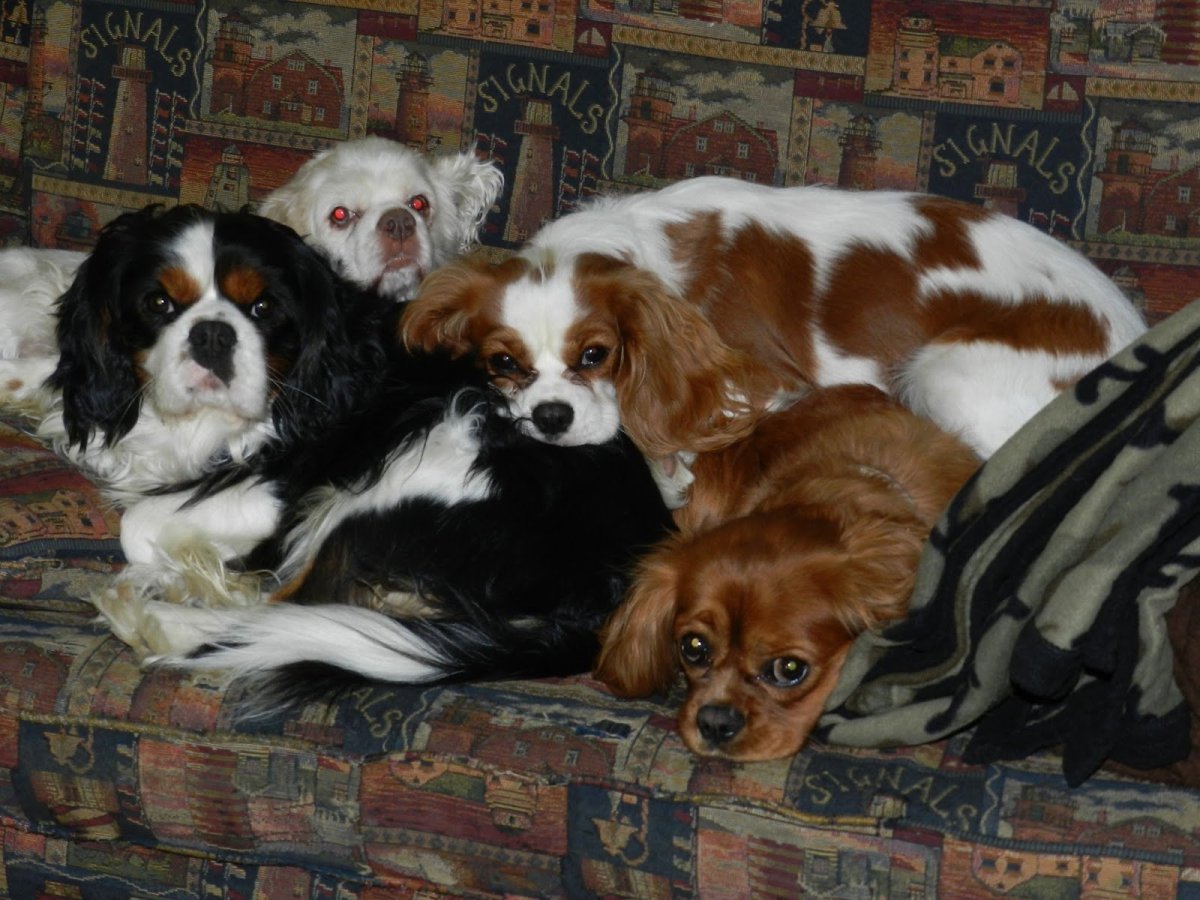 Кинг пинчер спаниель