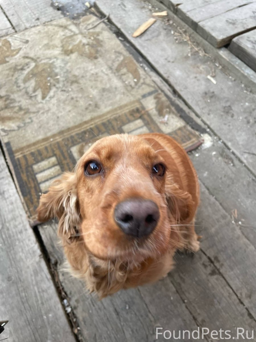 Пинчер спаниель