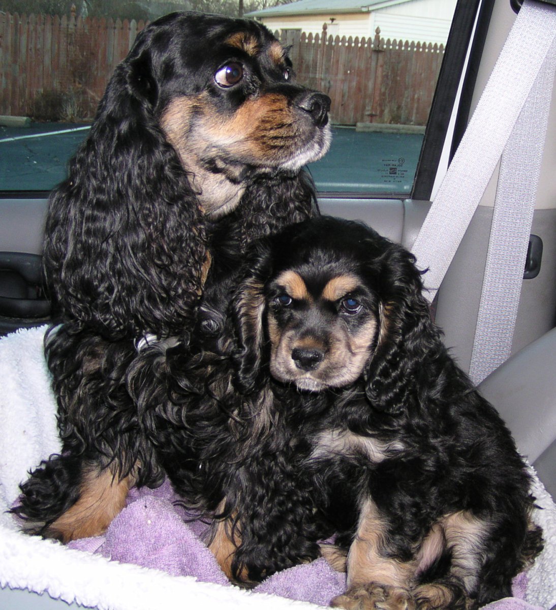 Метис кокер спаниеля гладкошерстная