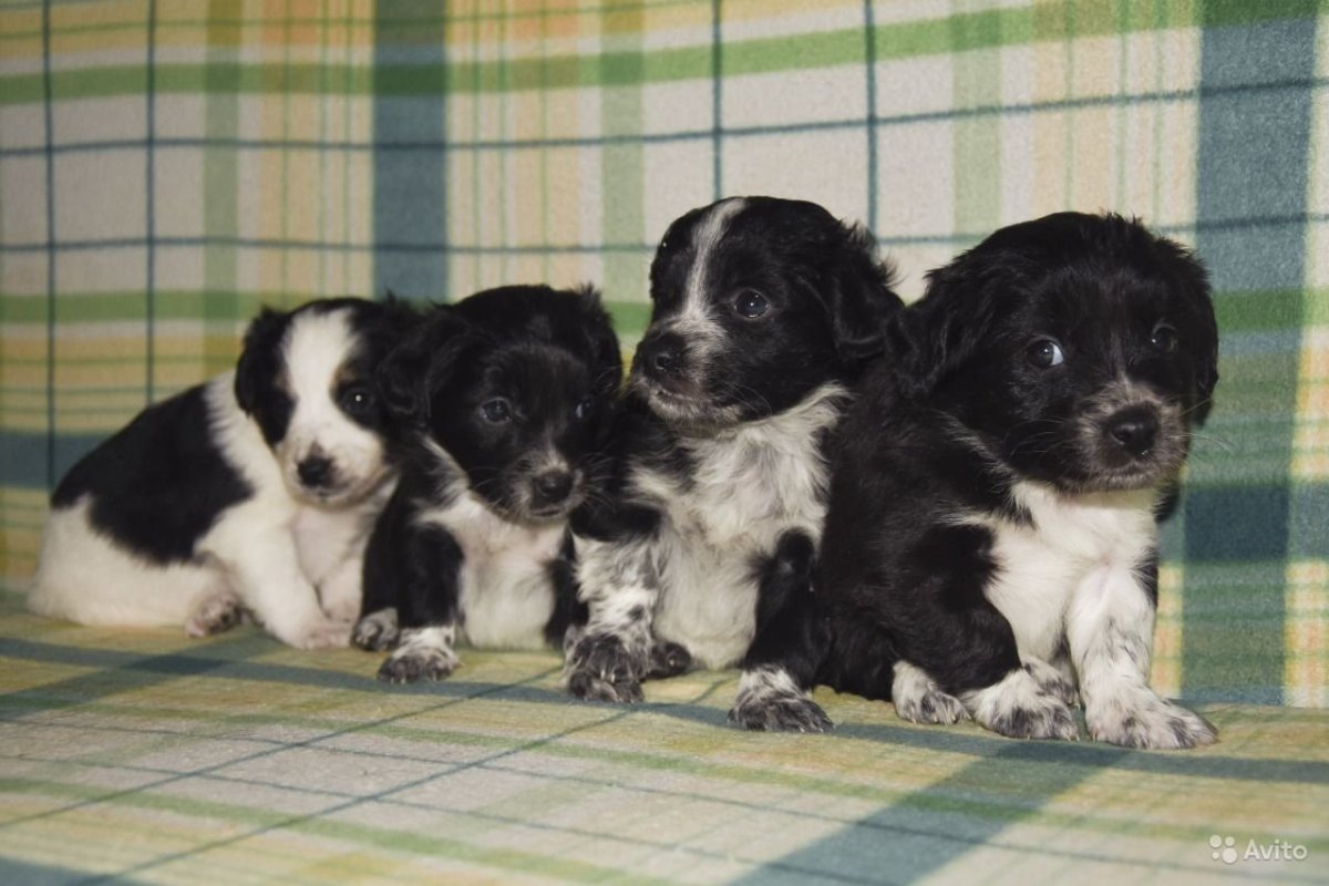 Кавклр Кинг спрльз спаниэль