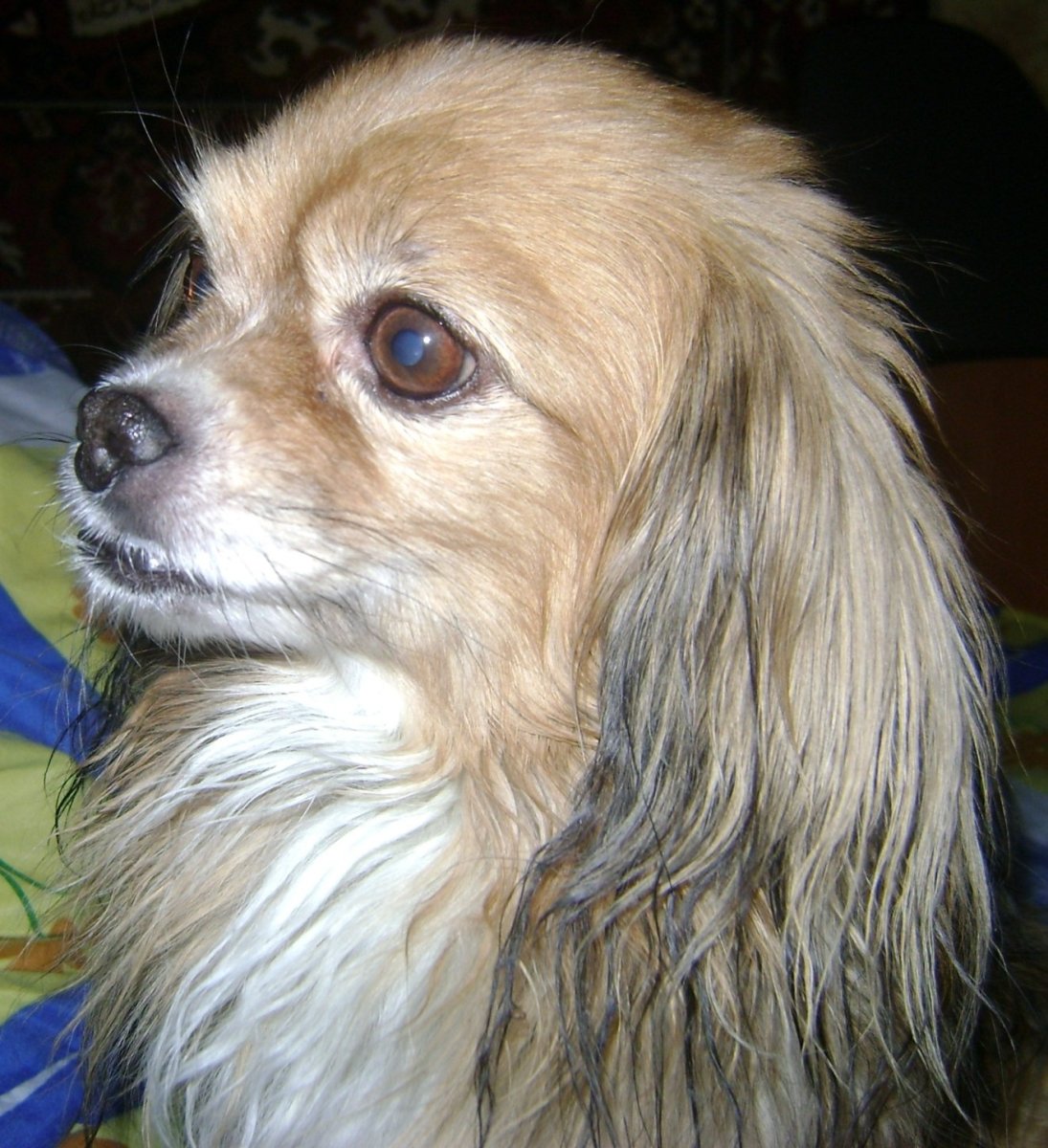 Сирингомиелия у кавалер Кинг Чарльз спаниель