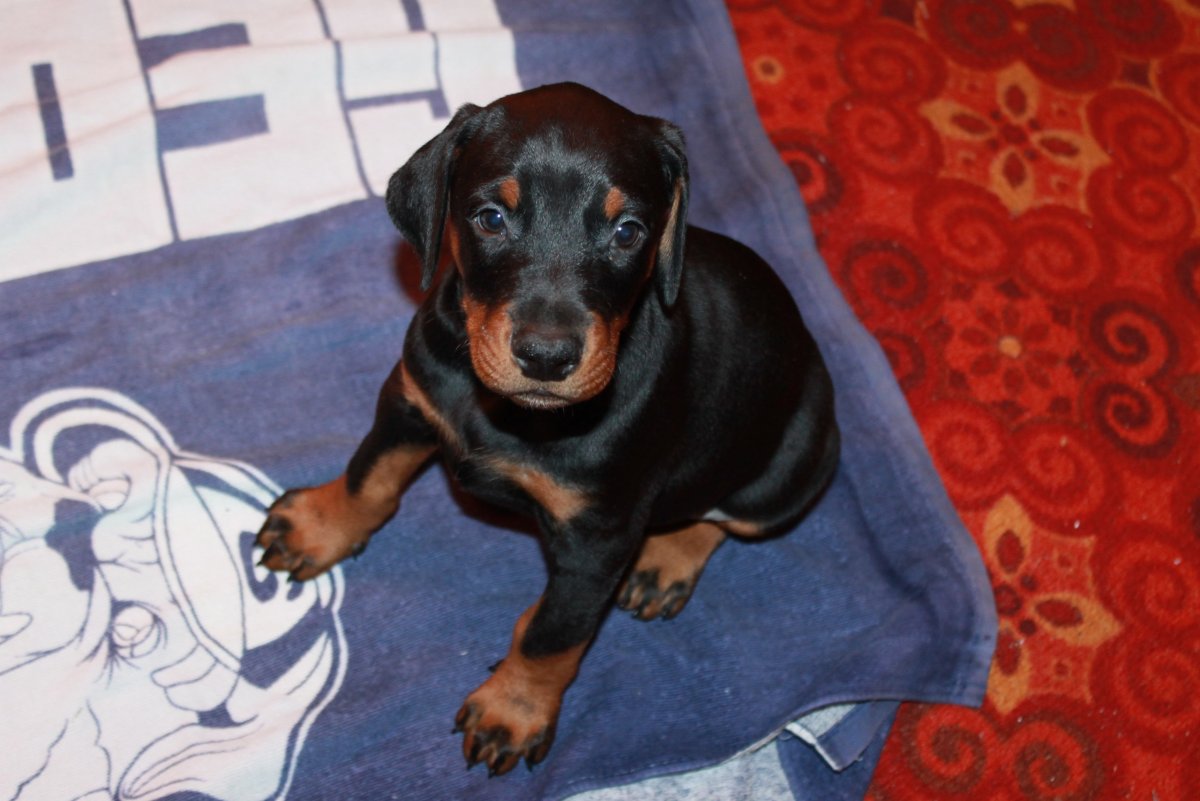 Охотничий Доберман