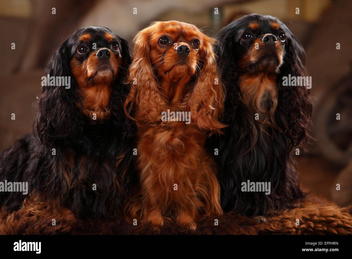 Сравнить Доберман и кавалер Кинг Чарльз спаниель