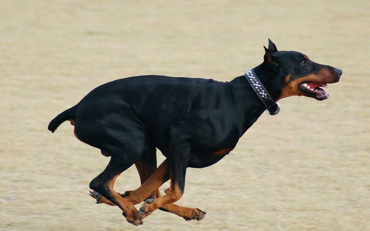 Карликовый пинчер краткая информация