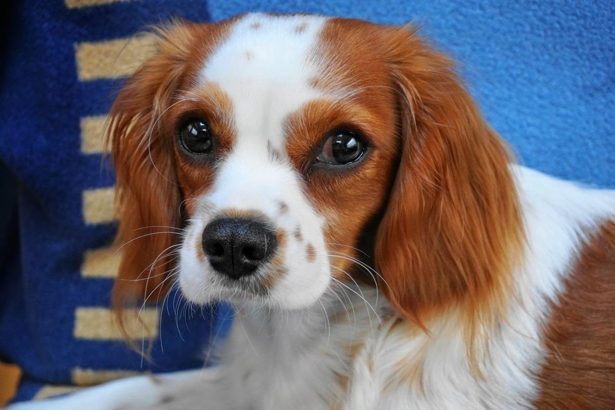 Собака с каре