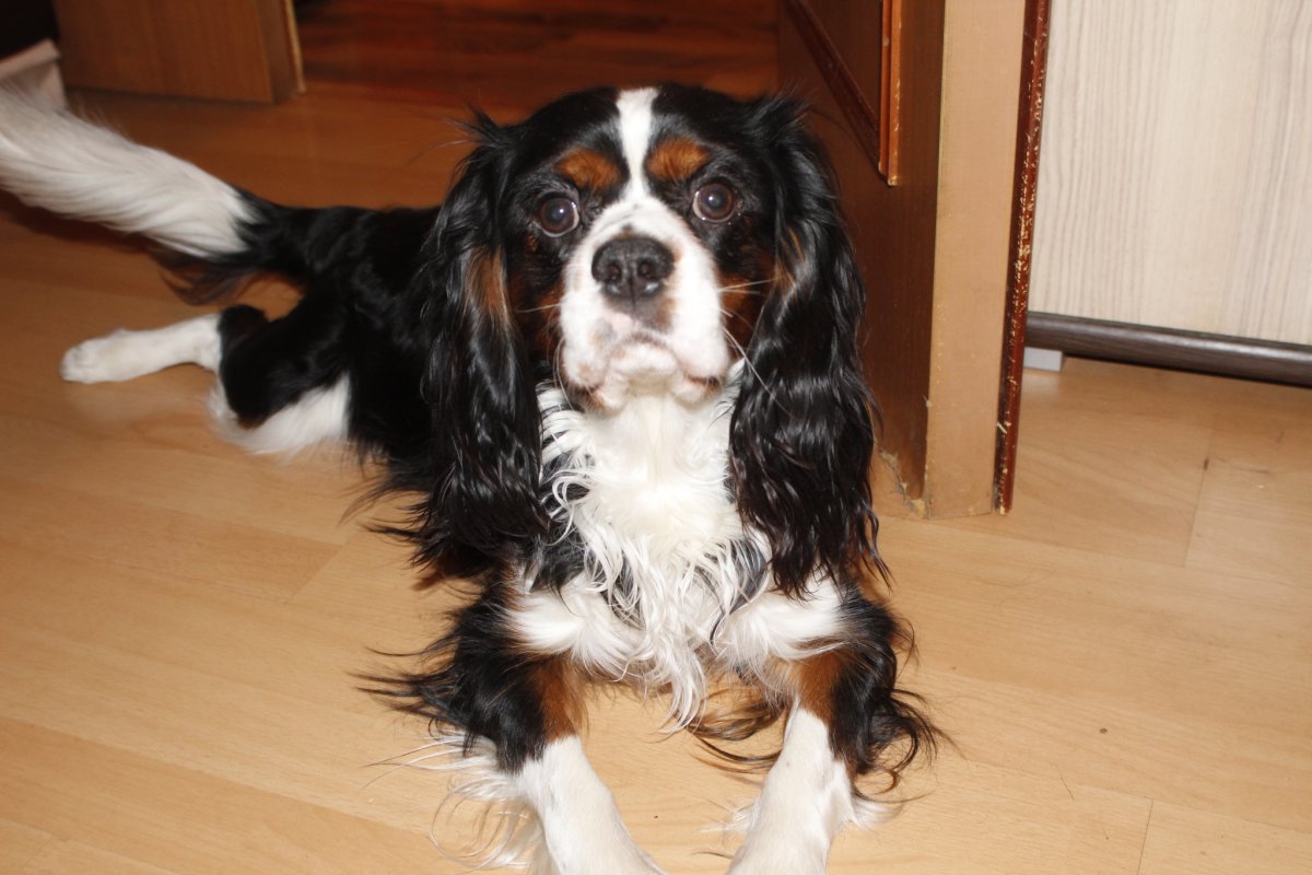 Рыжий метис спаниеля питомник