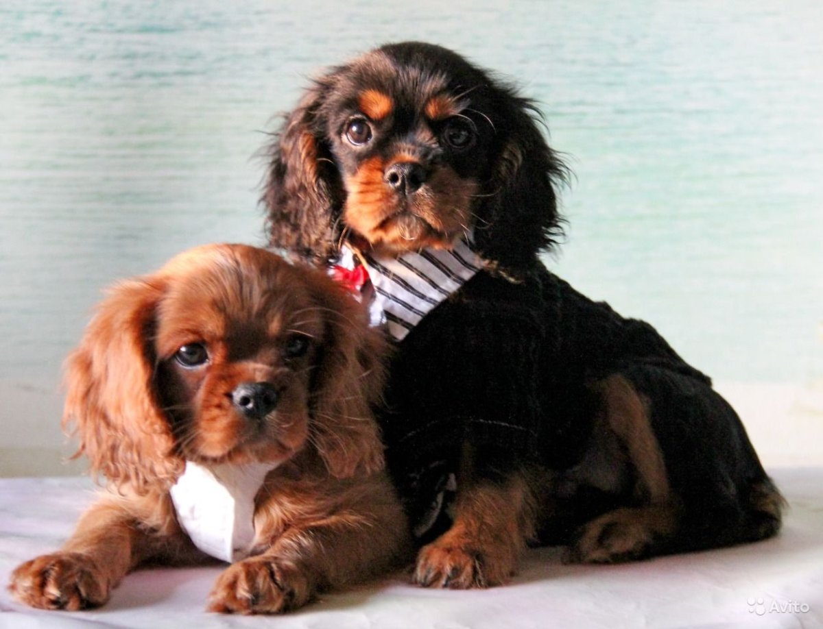 Метис таксы и спаниеля