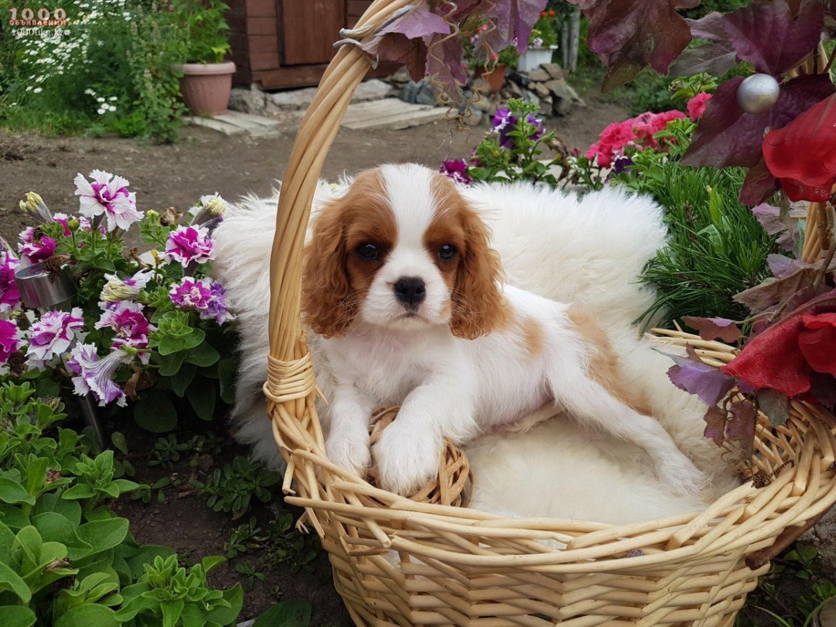 Пинчер спаниель