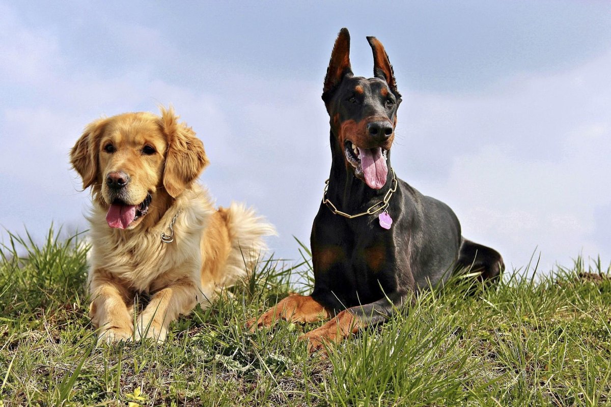 Метис кокер спаниеля