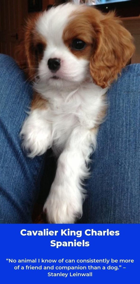 Кавалер Кинг Чарльз спаниель