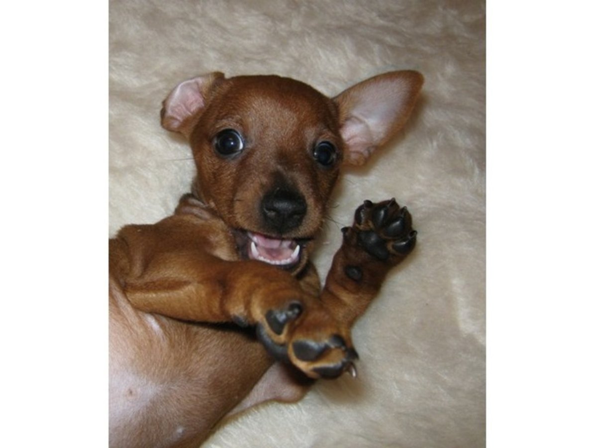 Сеттер и кокер спаниель