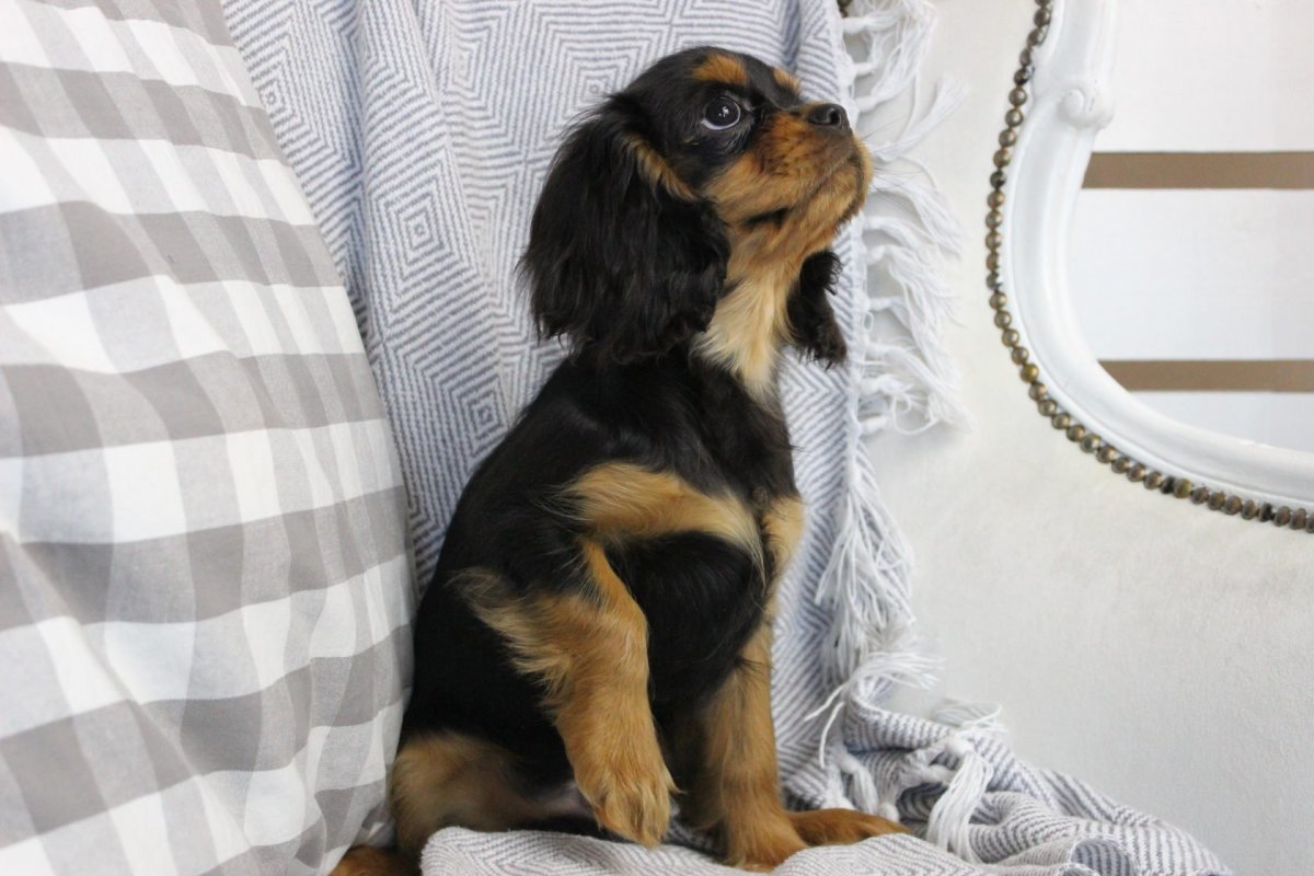 Кавалер Кинг Чарльз спаниель черный с подпалом