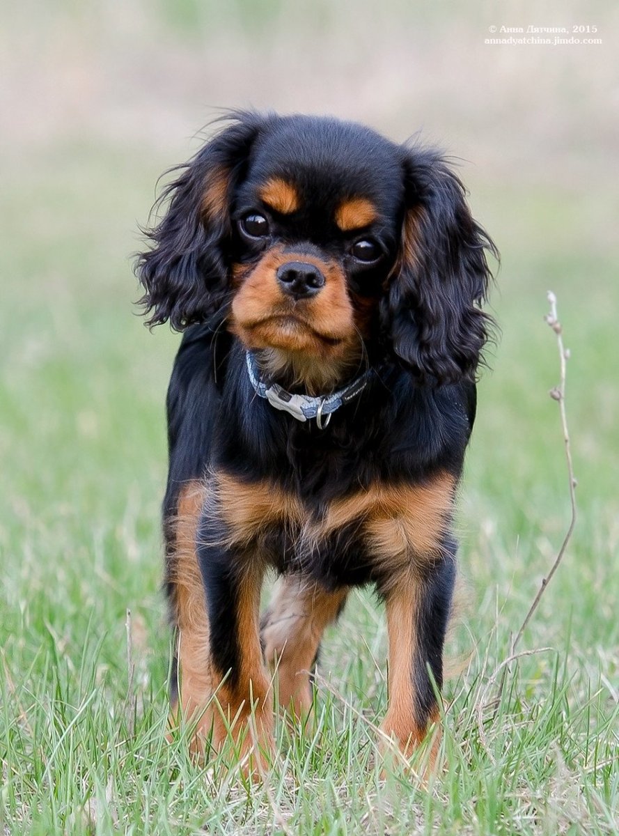 Кинг-Чарльз-спаниель черный с подпалом