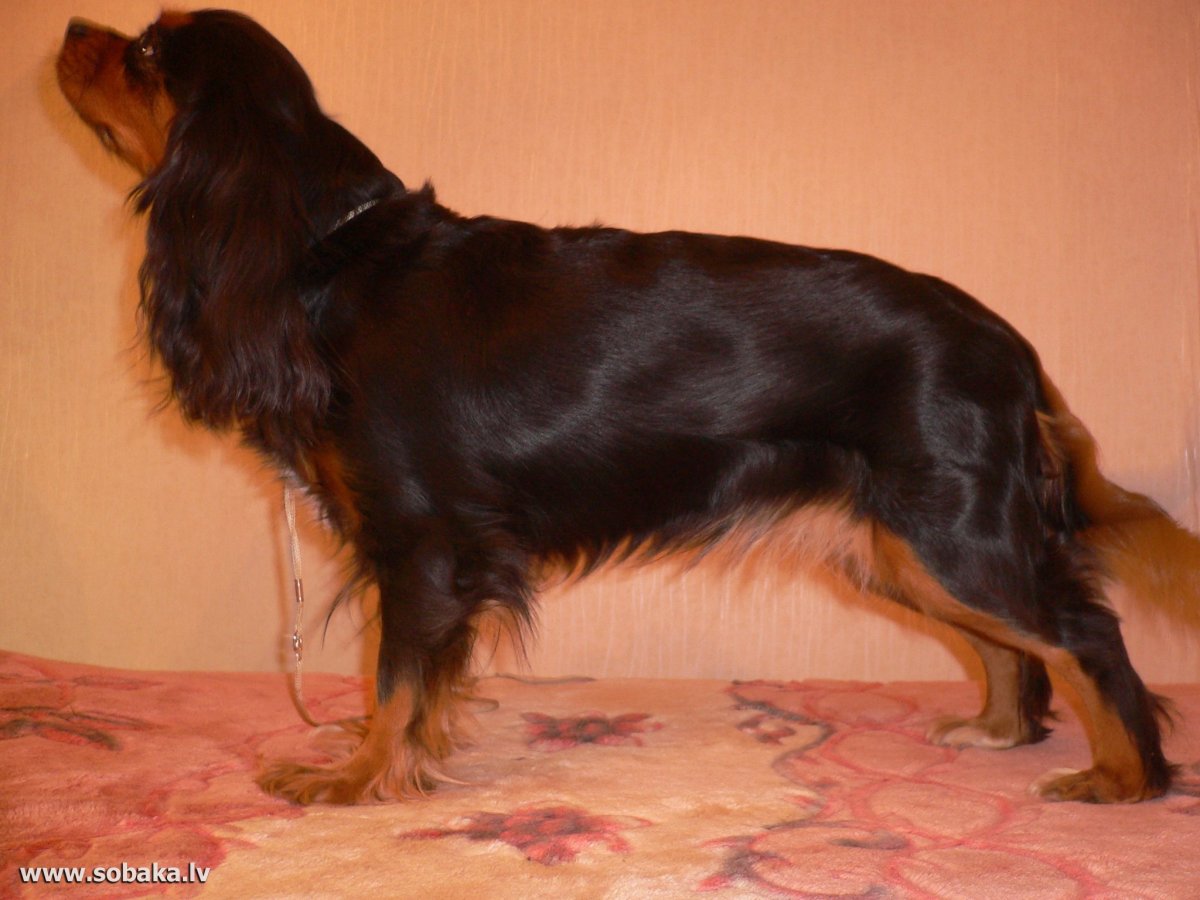 Сеттер Кинг Чарльз