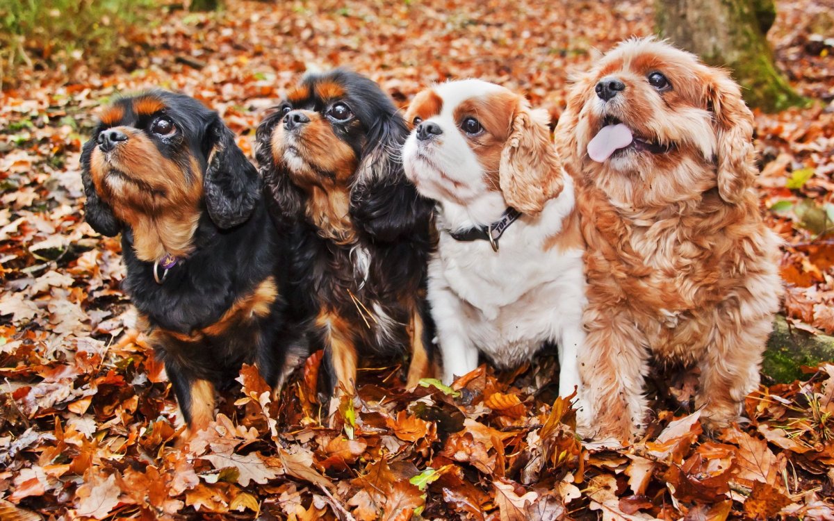 Кавалер Кинг Чарльз спаниель рубиновый