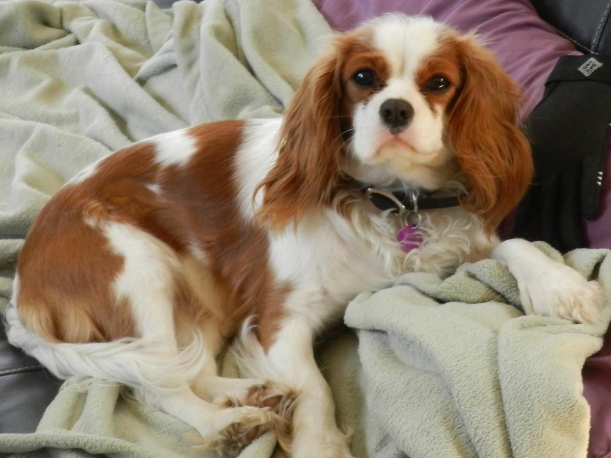 Немецкий пинчер питомник