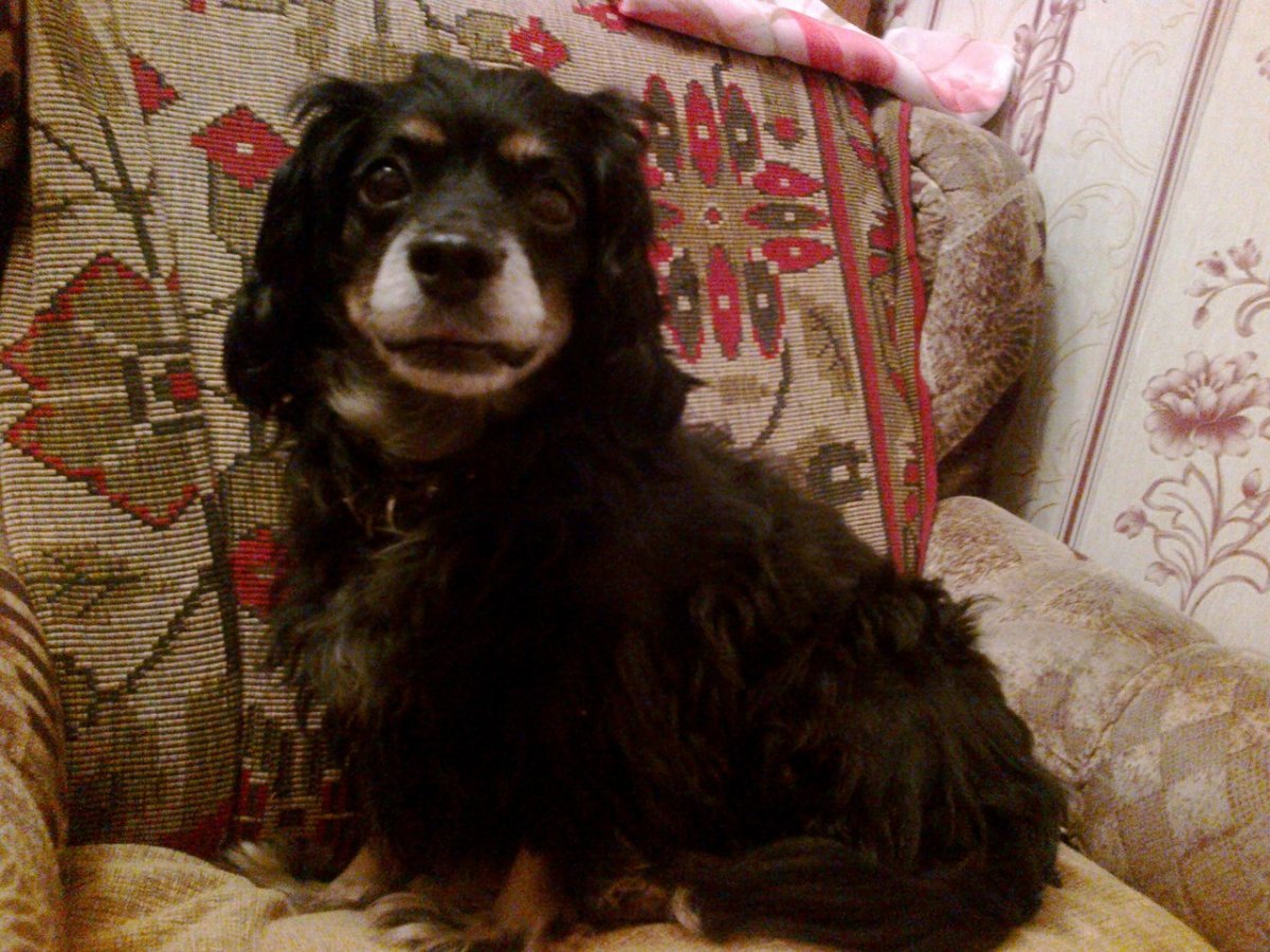 Метис пинчера и спаниеля