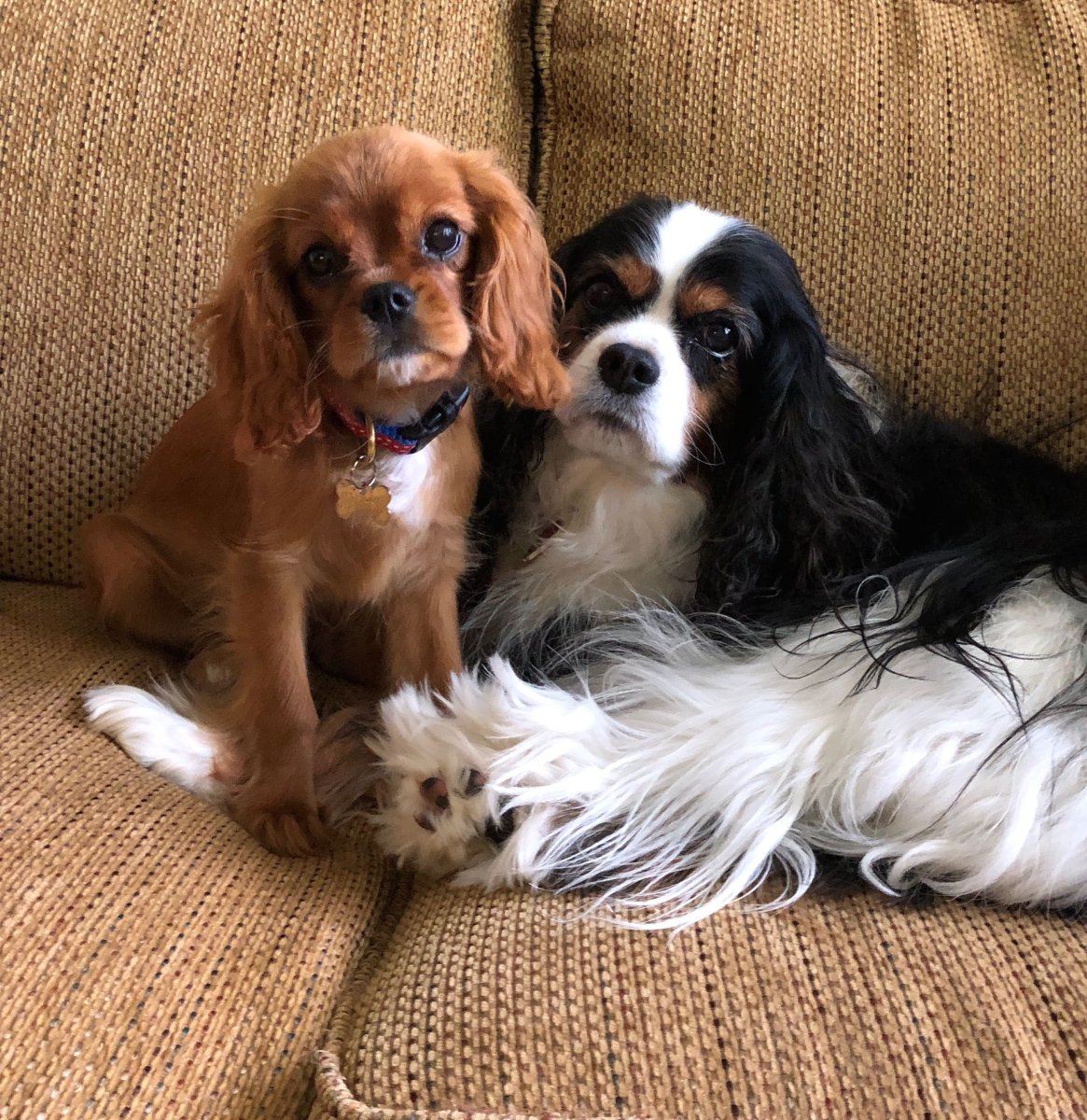 Мини пинчер