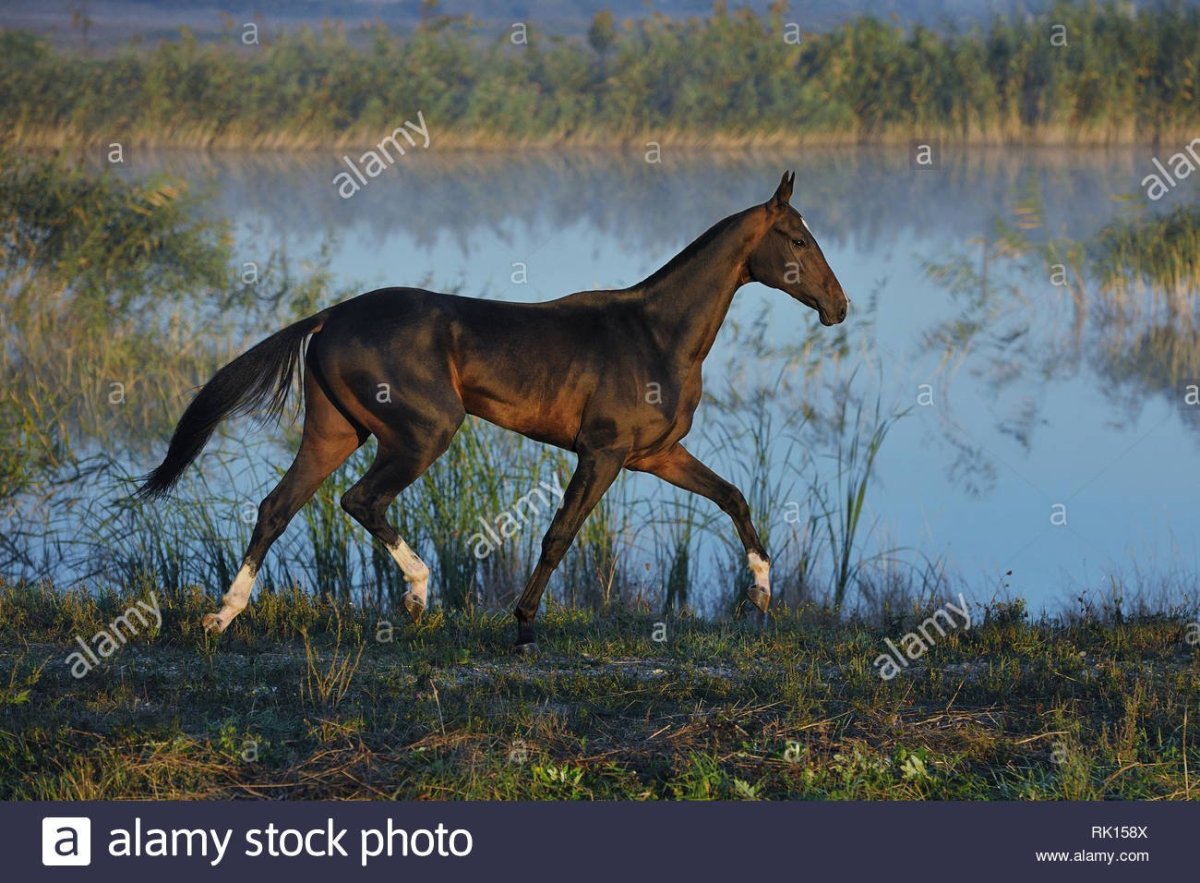 Ахалтекинская чубарая лошадь