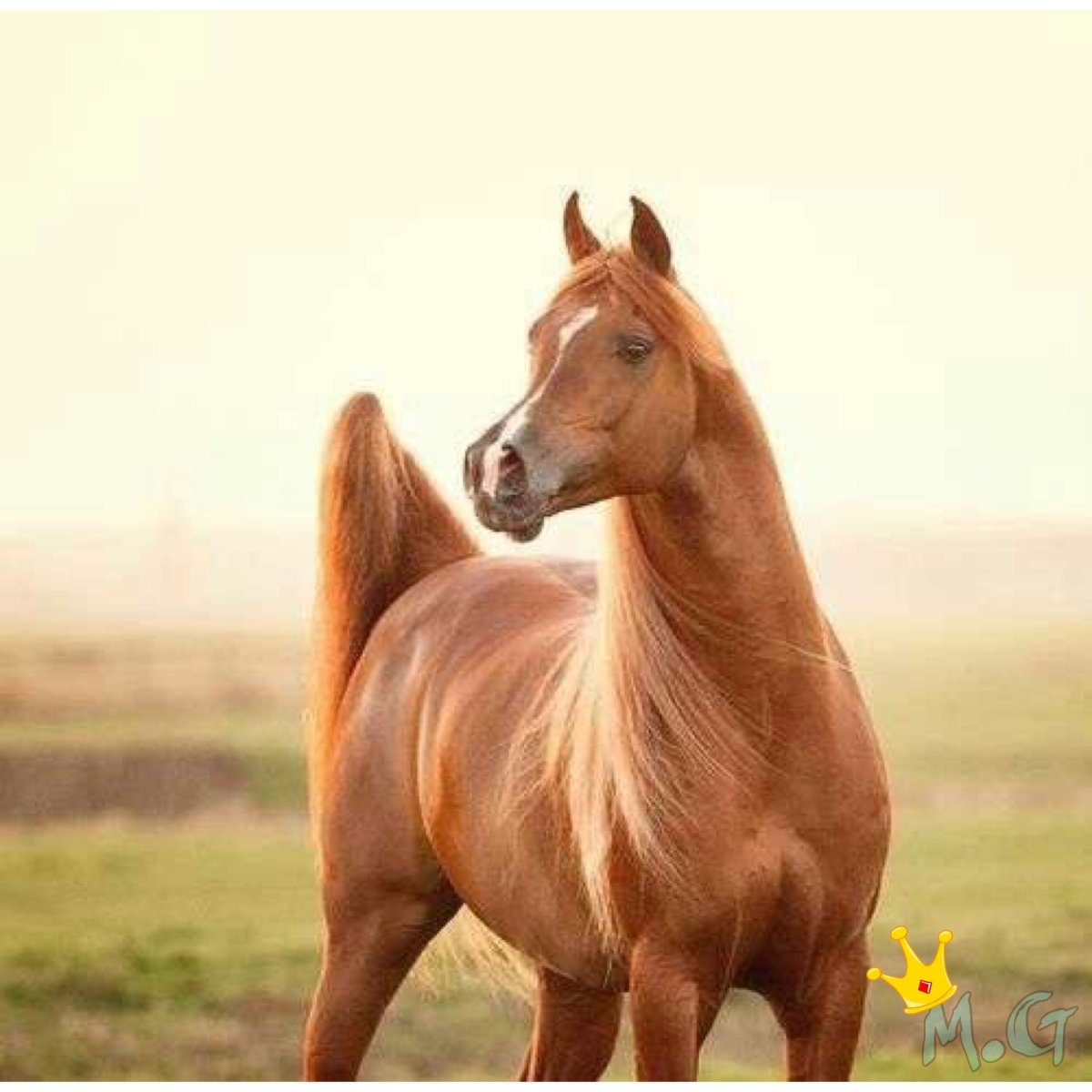 Лошадь в полный рост