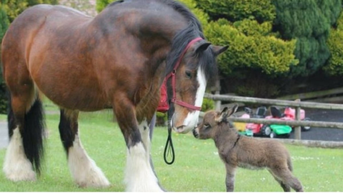 Цыганская упряжная порода (Тинкер, ирландский КОБ)