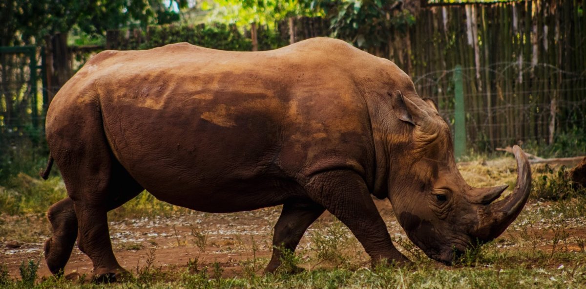 Предок носорога
