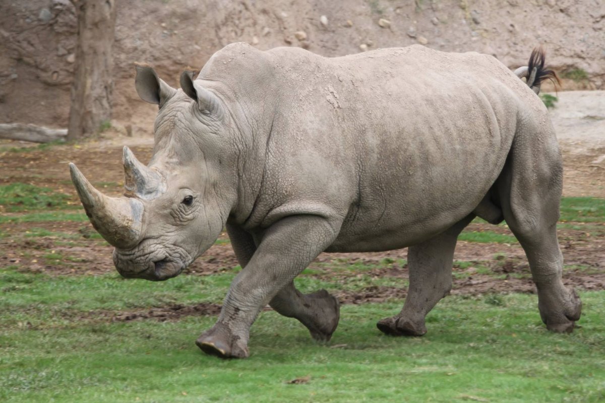 Уши носорога